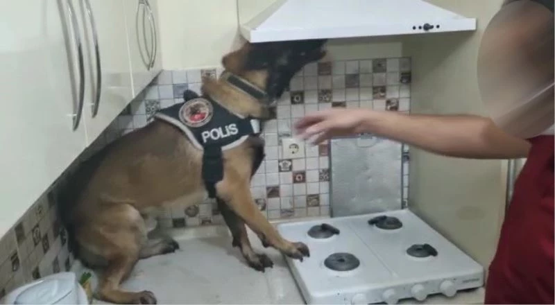 Davlumbaza ve derin dondurucuya saklanan uyuşturucu narkotik köpeğinden kaçamadı
