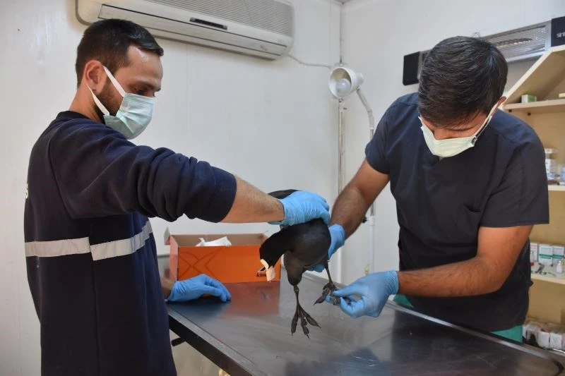 Yaralı yabanî kuşa Gemlik Belediyesi sahip çıktı
