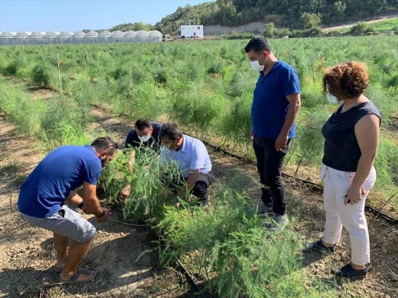 Serik Tarım ve Orman Müdürü Çömezoğlu, kuşkonmaz üreticisini ziyaret etti