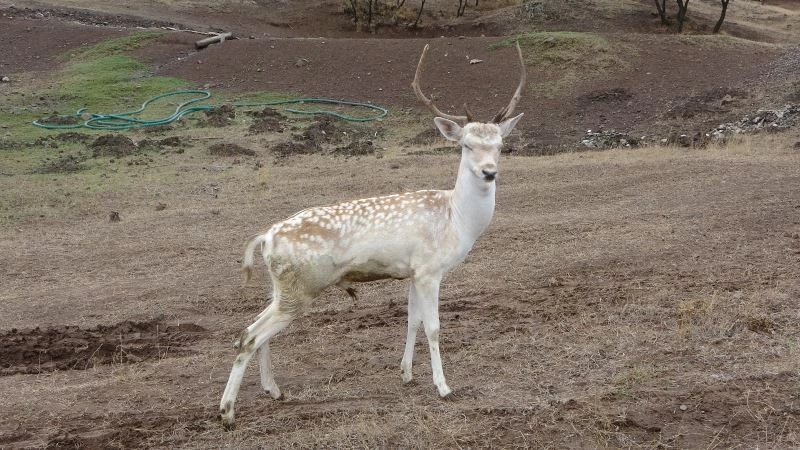 Sıklık tabiat parkına ala geyik salındı

