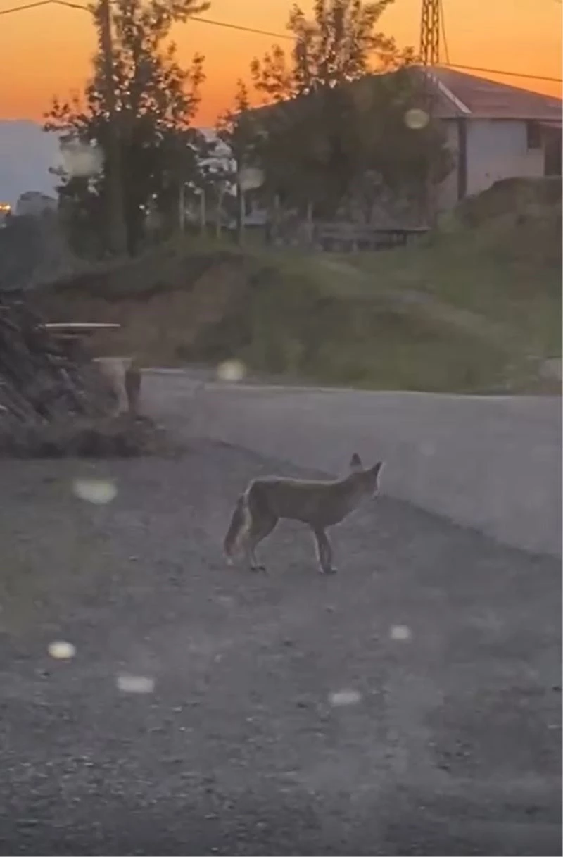 Tilki kimseye aldırış etmeden mahallede dolaştı
