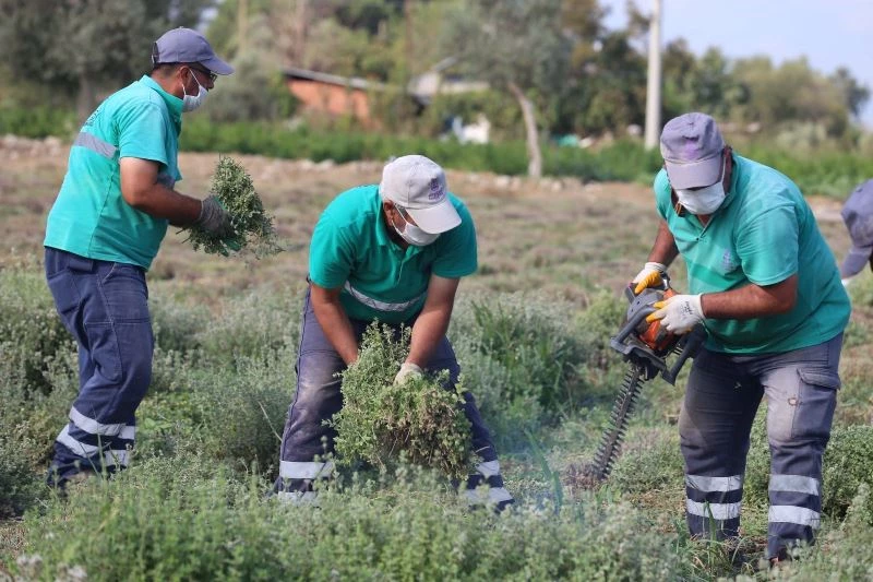 Efeler’in şifalı kekikleri hasat ediliyor
