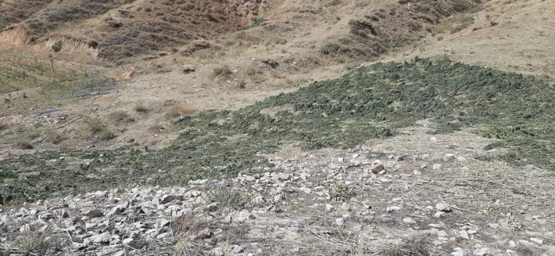 Bingöl’de kırsalda kurumaya bırakılmış 289 kilo kubar esrar ele geçirildi
