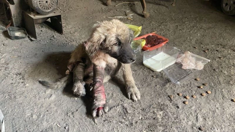  Otomobilin ezdiği ve kanlar içinde kalan köpeğe vatandaşlar sahip çıktı
