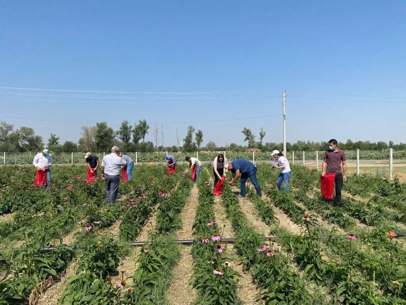 Kadınların ekimini yaptığı ekinezya da hasat başladı
