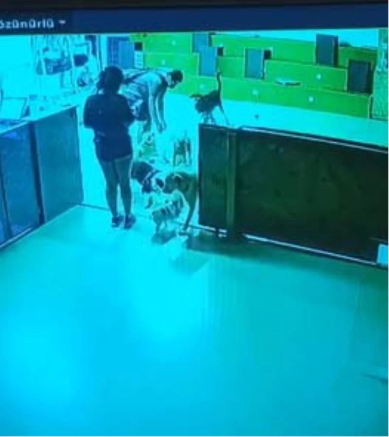 (Özel) Köpek otelindeki ölüm savcılığa taşındı
