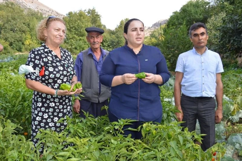 İnce kabuklu, üç damarlı Oyratlı biberi tescilleniyor
