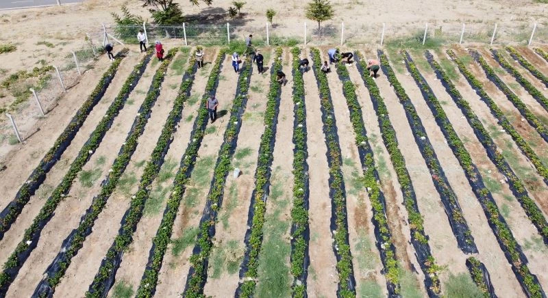 İhtiyaç sahibi ailelere çilekli destek
