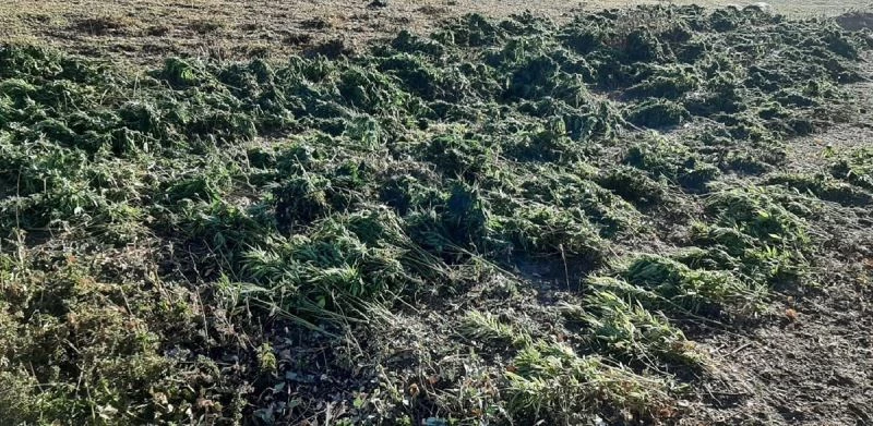 Bingöl’de 337 kilo uyuşturucu maddesi ele geçirildi
