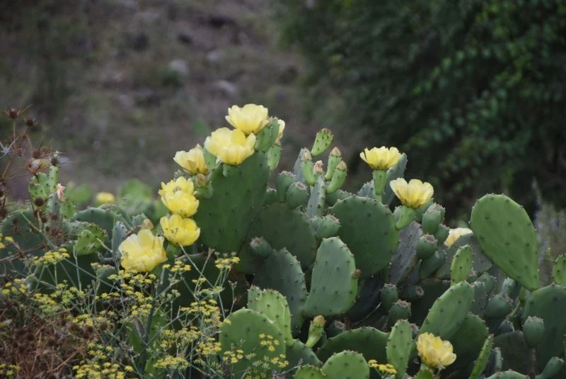 Dikenli kaktüs inciri şifa deposu
