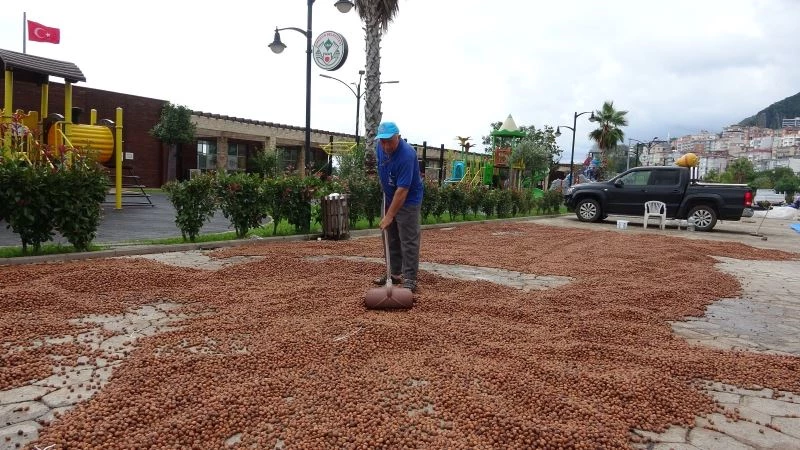 Giresun’da kabuklu tombul fındığın fiyatı düşmeye devam ediyor
