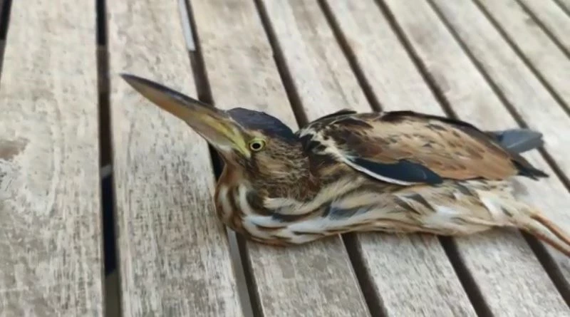 Nesli tükenmek üzere olan balaban kuşu yaralı halde bulundu
