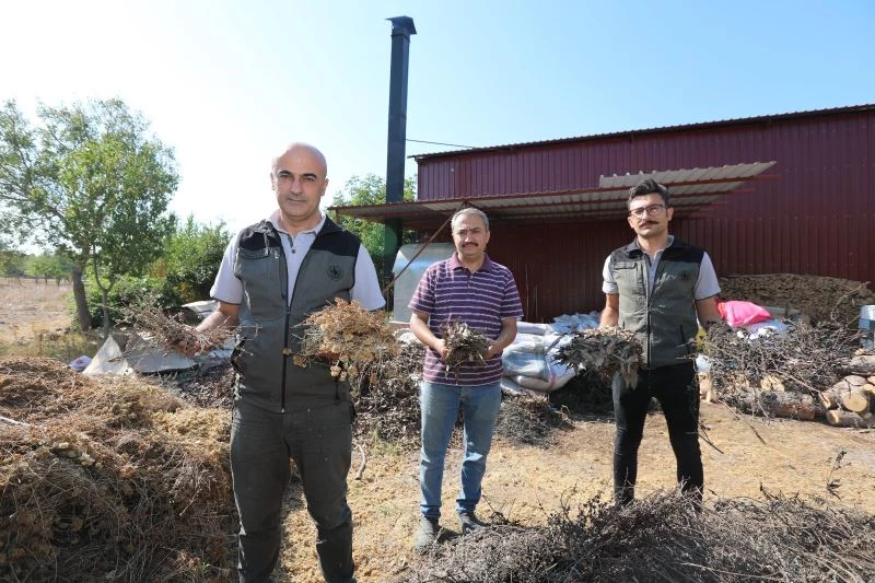 Ormanlardaki aromatik bitki zenginliği yeni gelir kapısı oldu
