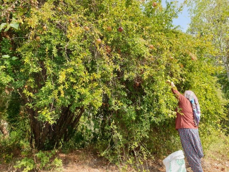 Çukurovalı kadınların geleneksel nar ekşisi mesaisi