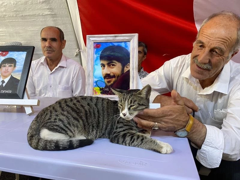 Evlat nöbetinin devam ettiği çadırın kedisi aileleri eylemlerinde yalnız bırakmıyor
