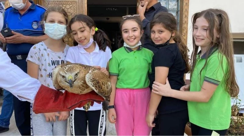 Kızıl şahine çocuk ilgisi
