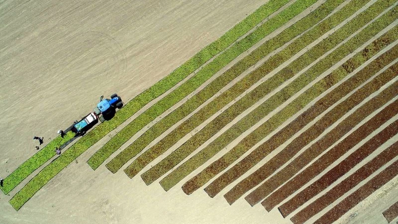 Manisa’da çekirdeksiz Sultani üzüm bereketi
