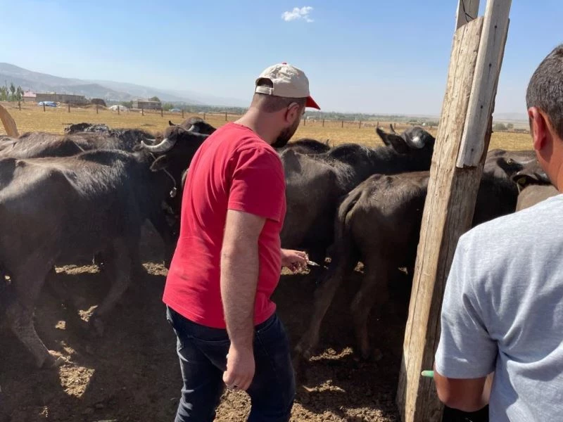 Güroymak’ta şarbon hastalığı tespit edildi
