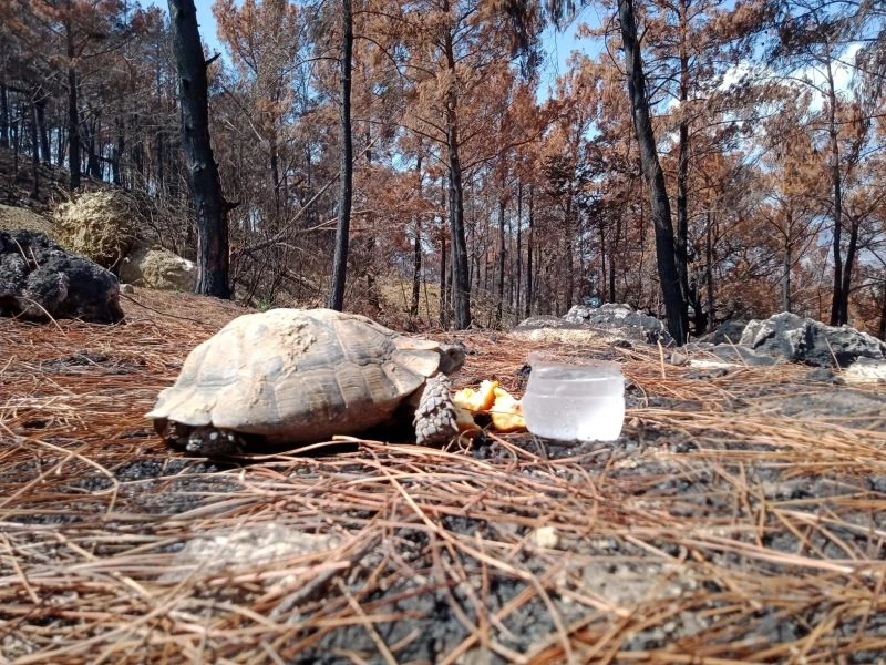 Yemeklerini yangından sağ kurtulan hayvanlarla paylaştı
