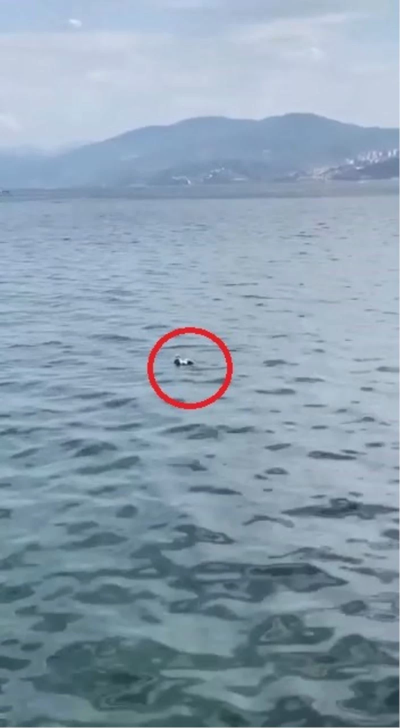 Bursa’da oltaya balık yerine martı takıldı
