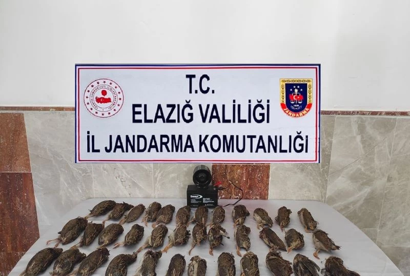 Elazığ’da kaçak bıldırcın avına 8 bin 220 lira ceza
