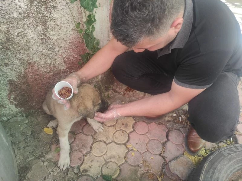 Yaralı yavru köpeği kurtarmak için 70 kilometre yol katetti
