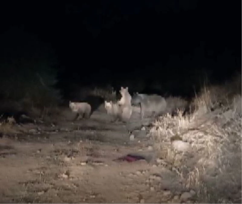 Aç kalan ayılar şehre indi: Çöpte yiyecek arayan ayılar kameralara yansıdı