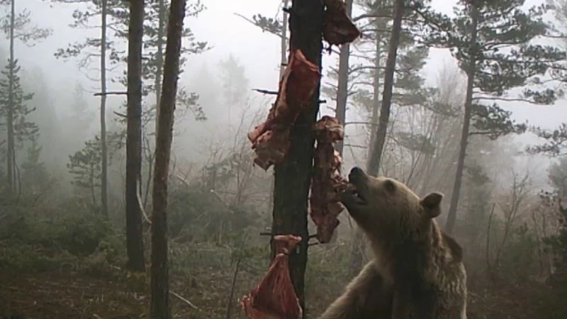 Karnını doyurmaya çalışan ayının komik hareketleri gülümsetti
