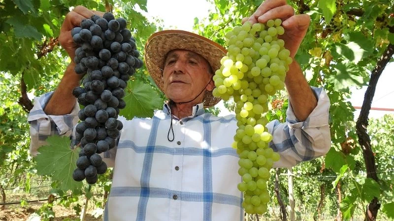 Konfeksiyonculuktan üzüm tüccarlığına: Kravat takmayı bıraktı üzüm tüccarı oldu