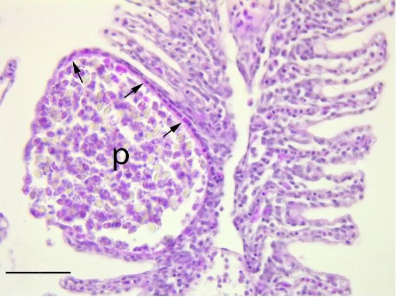 OMÜ’lü bilim insanları yeni bir parazit türü keşfetti
