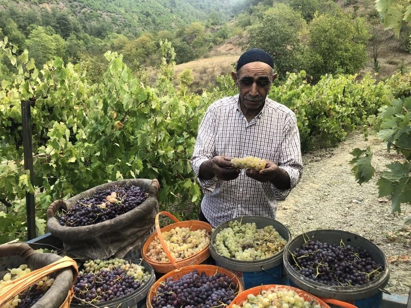 Üzümün pekmez yolculuğu
