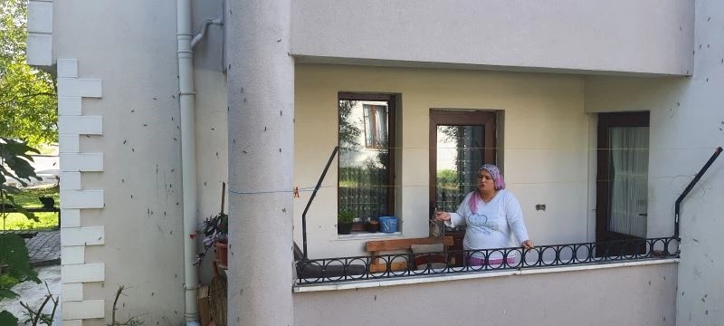 Ağaçları kurutan kelebek şimdi de binaları tehdit ediyor
