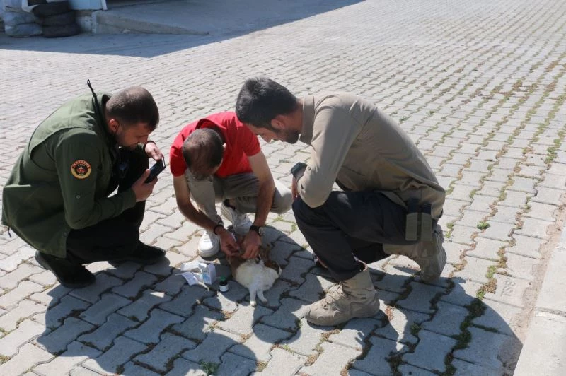 Diyadin’de bulunan yaralı tavşan tedavi altına alındı
