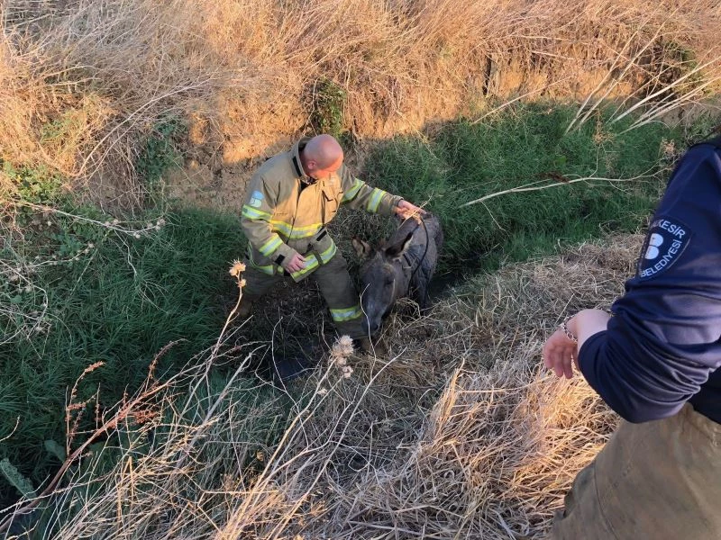Atık malzemeler nedeniyle çukura düşen eşek kurtarılarak doğal yaşamına bırakıldı