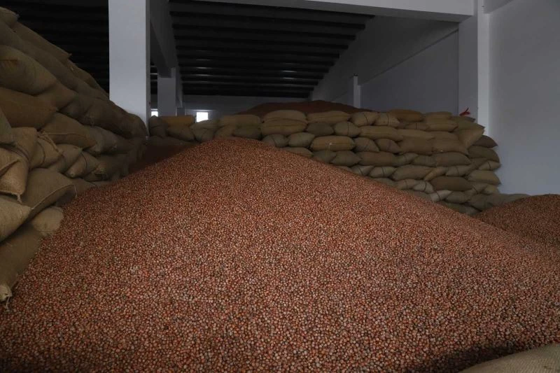 Ordu’da bakımsız fındık bahçelerinin randımanı FINVER ile yükseldi
