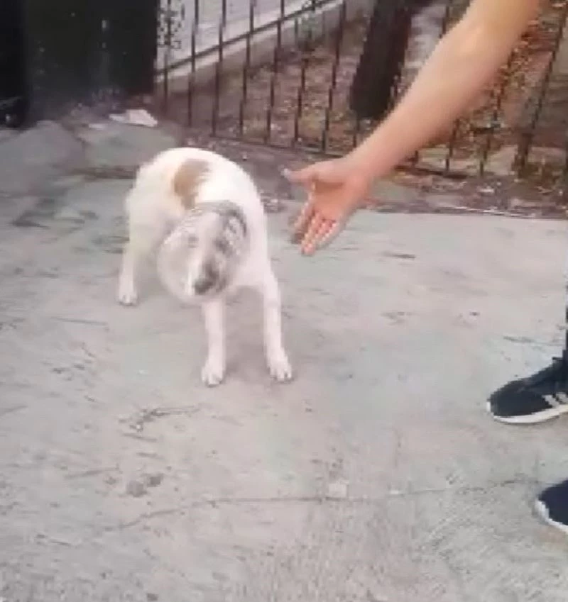Haylaz köpeğin kafası bidona sıkıştı
