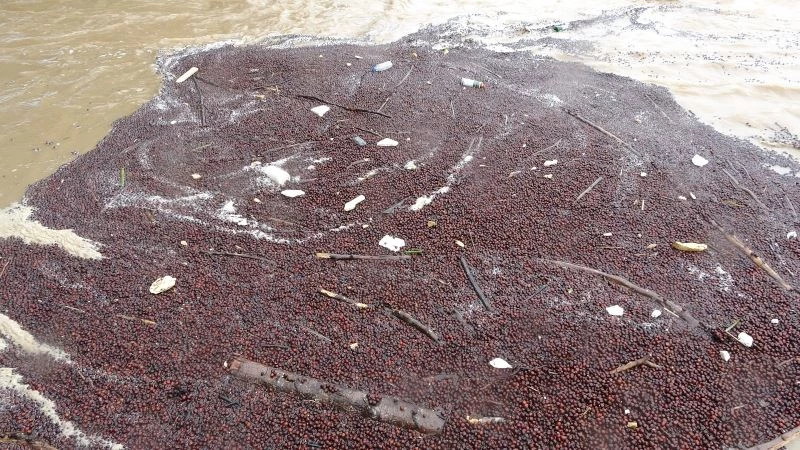 Sağanak sonrası fındık ırmağa aktı
