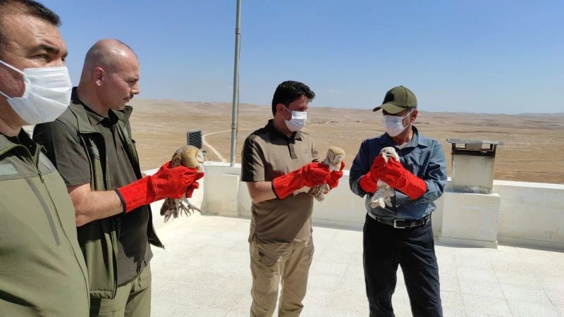 Tedavisi tamamlan peçeli baykuşlar doğaya salındı
