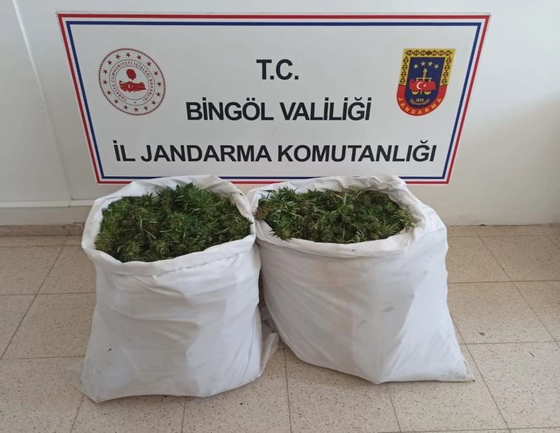 Bingöl’de bin 473 kök kenevir ile 23 kilo skunk ele geçirildi
