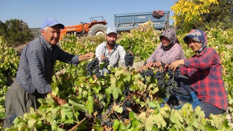 Mersin’de bin 400 rakımda sofralık üzüm hasadı başladı
