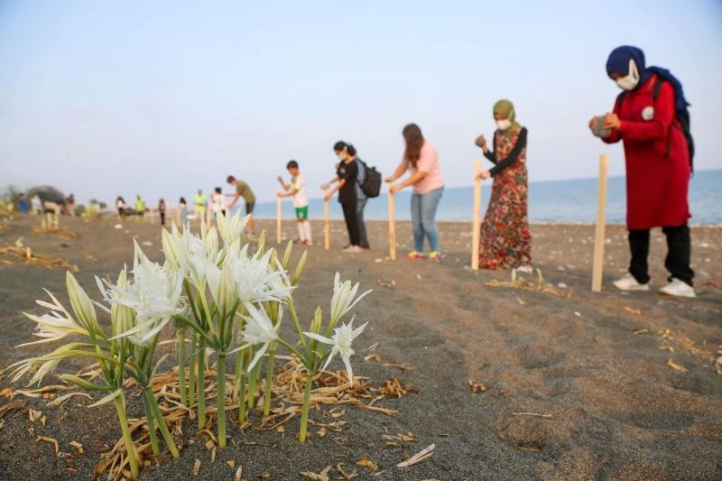 Gençler nadir bulunan Kum zambaklarını korumak için harekete geçti