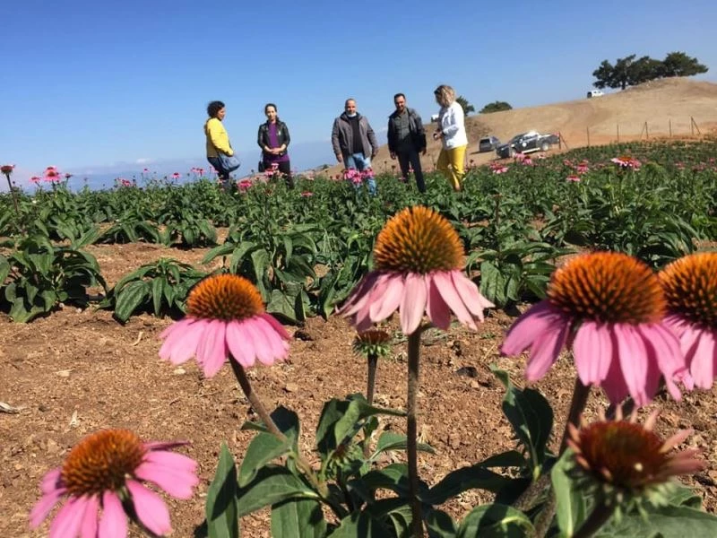 Isparta’da ekinezya tarlası görsel şölene hazırlanıyor
