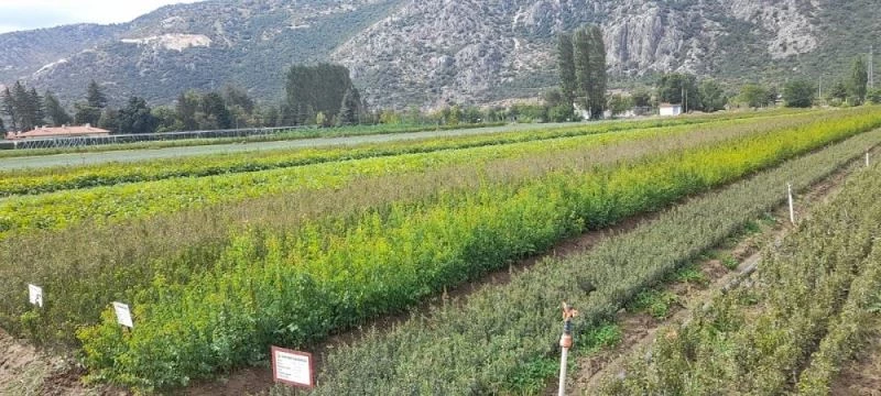 Eğirdir’de 42 türde 9 milyon 530 bin fidan üretildi
