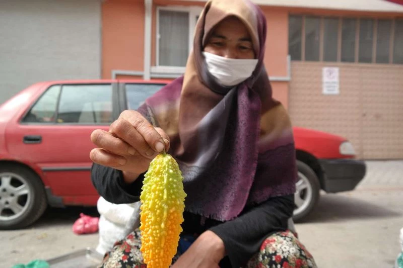 Şifalı olmasından etkilendi ‘kudret narı’ yetiştirmeye başladı
