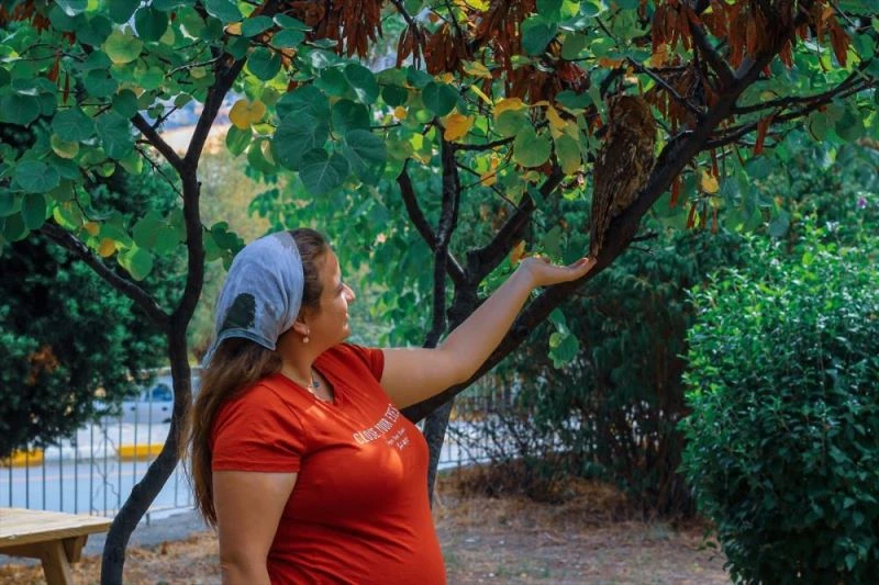  Alaca baykuş ilgi odağı : Türkiye