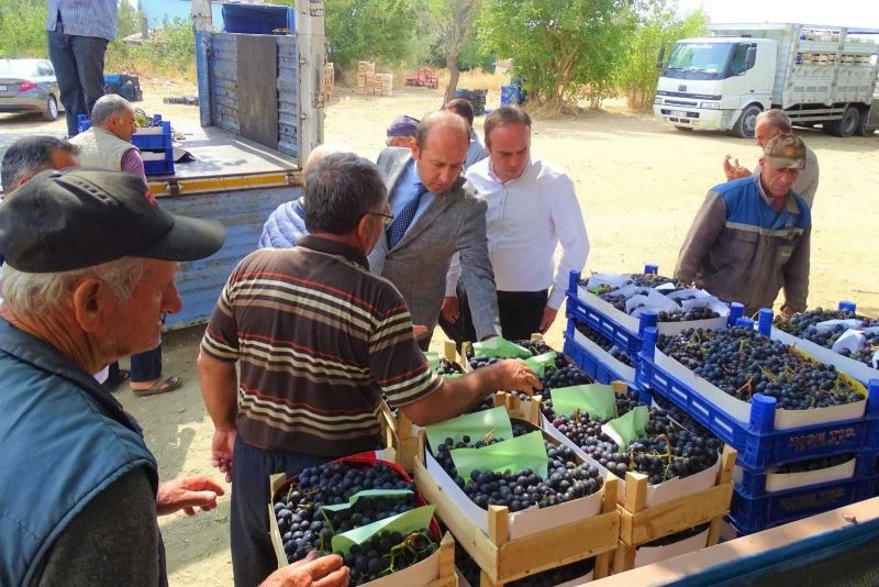 Şarköy sofralık üzümleri İstanbul’a gönderiliyor
