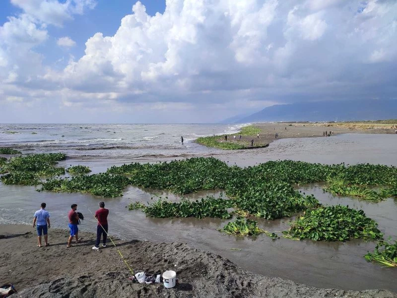 Su canavarları denizi istila etti

