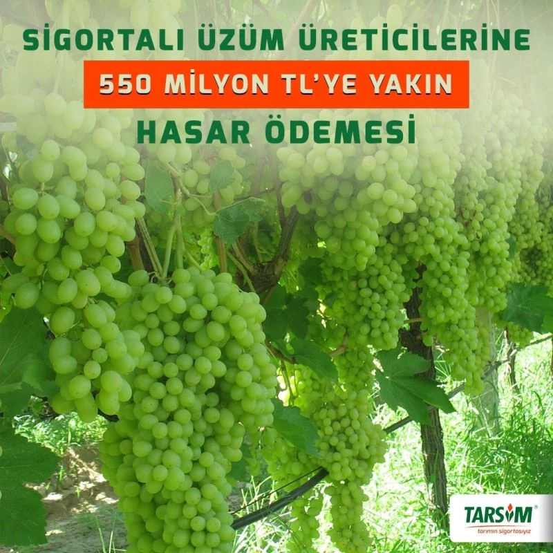 TARSİM’den sigortalı üzüm üreticilerine 550 milyon TL’ye yakın hasar ödemesi
