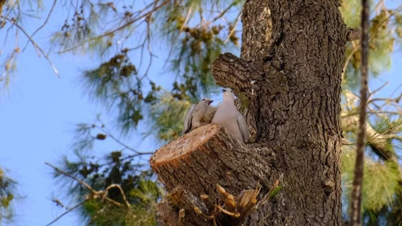 Yuvadan düşen yavru kumruyu itfaiye ve belediye ekipleri annesine kavuşturdu

