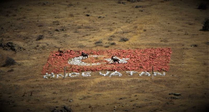 Dağ keçilerini gören sürücüden güldüren seslenme

